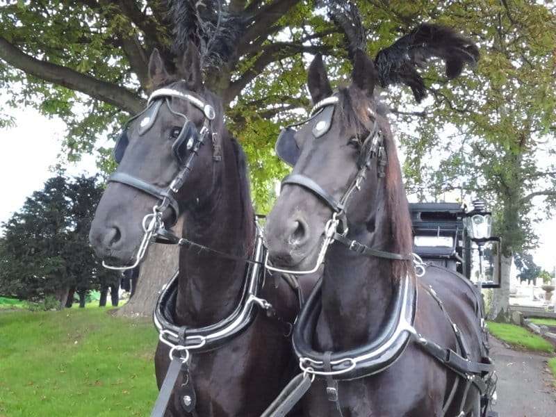 A close view of a pair of black horses in harness