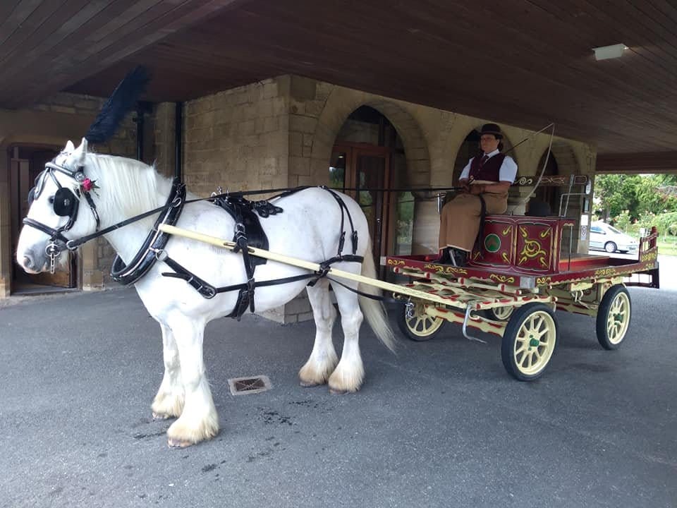 A grey heavy horse harnessed to a cream and red wagonette