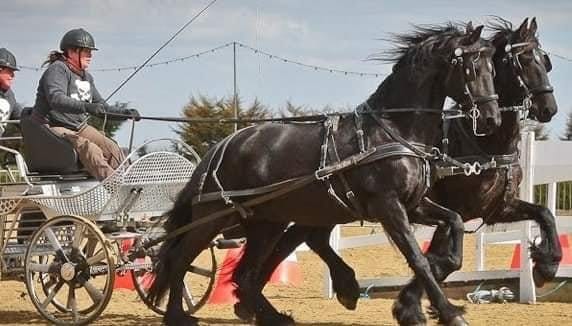 A pair of black horses being driven through a course of cones