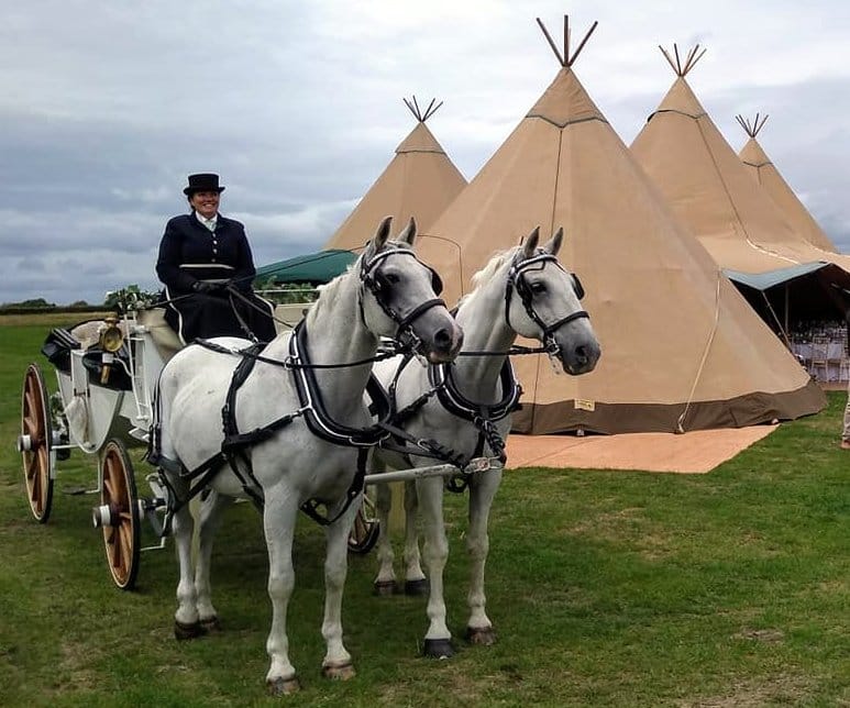 A pair of grey horses and a white carriage beside event tipis
