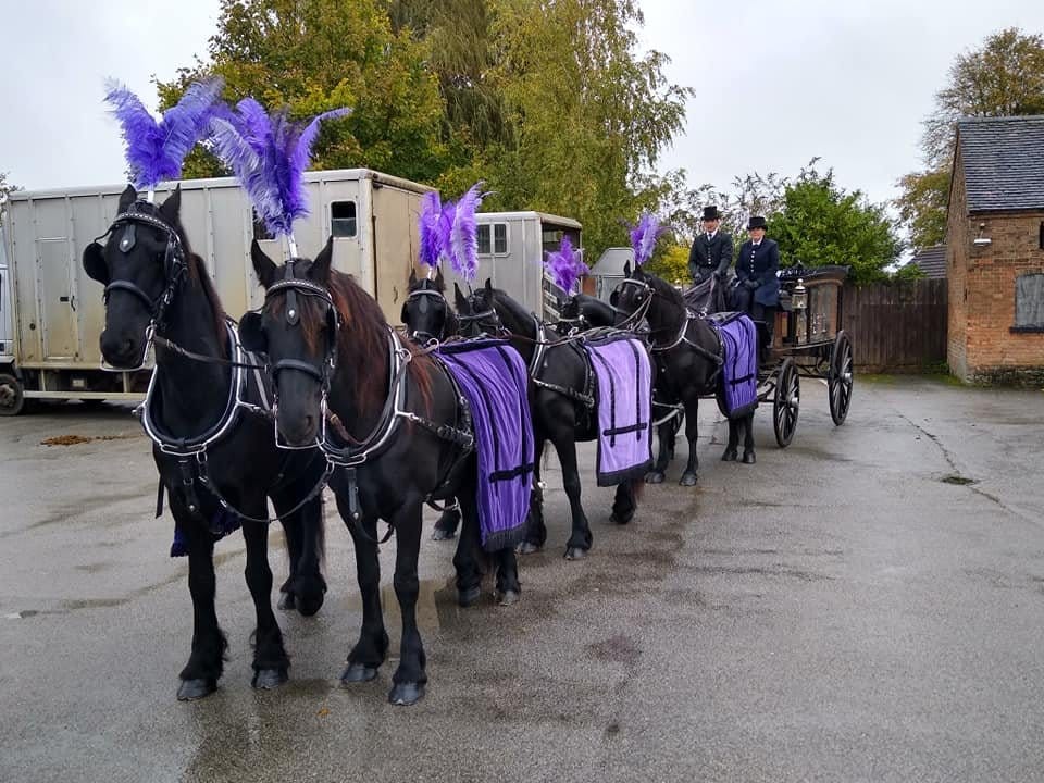 A team of black horses with purple plumes and rugs