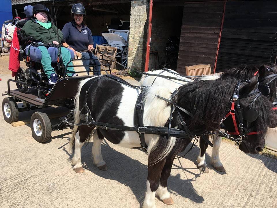 A driver using the specially adapted carriage with a pair of piebald ponies